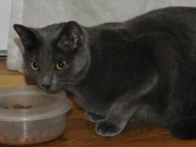food transition in cats food transition in cats