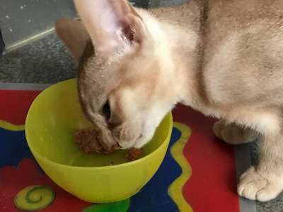 food transition in cats