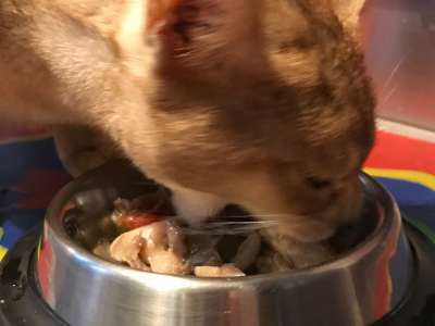 cat-eating well fed cat