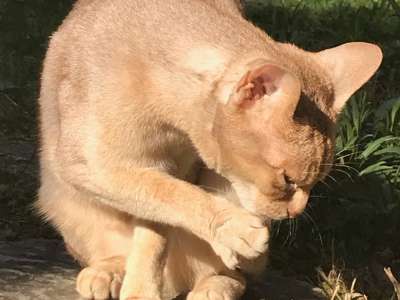 cat licking paw