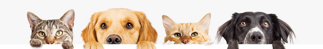 vit'i5 recipes for pets