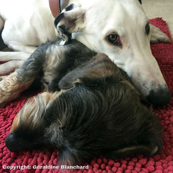 homemade meals for dogs