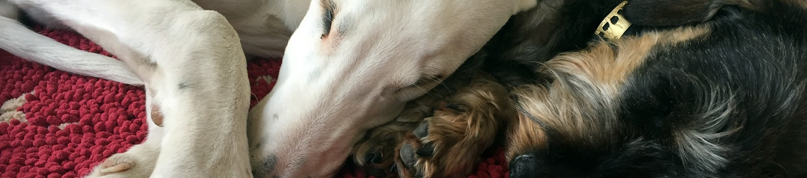 home prepared pet diet