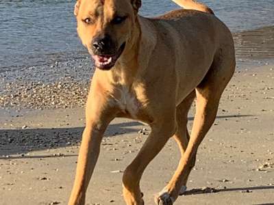 dog feeding tips dog feeding tips