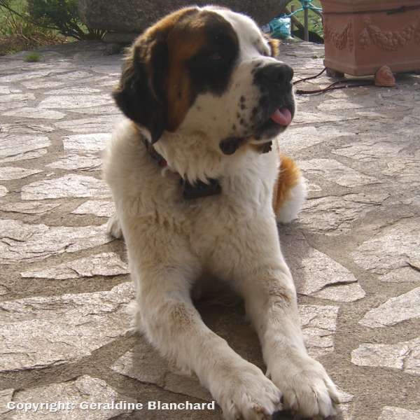 st bernard adult