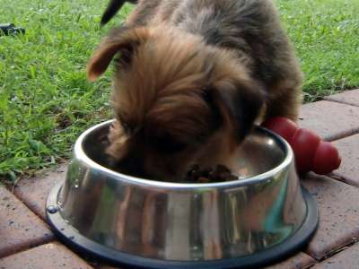 frequently asked questions about dog feeding