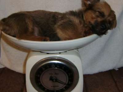 small dog weighing