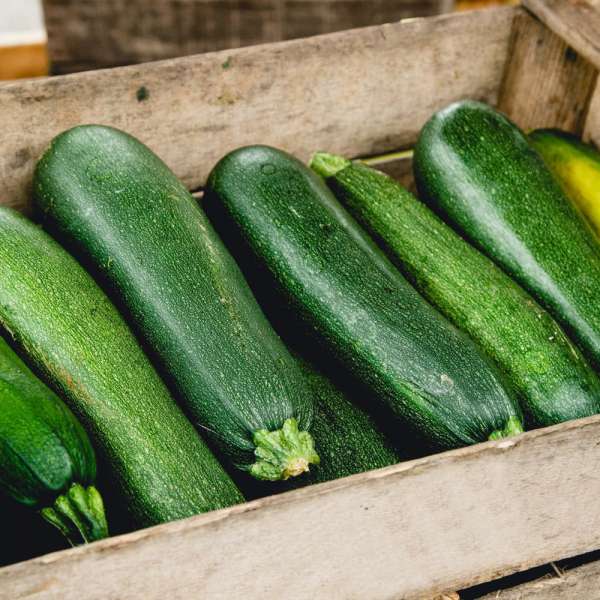 zuchinis for dog recipe