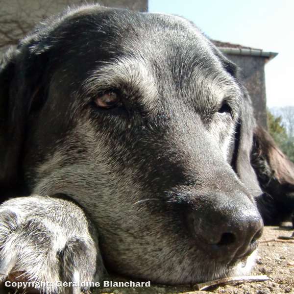 homemade food for a senior dog