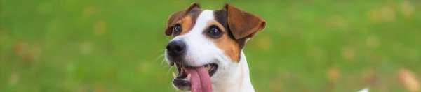 home made recipe for a dog