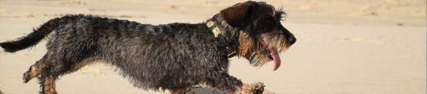 senior dog food recipe