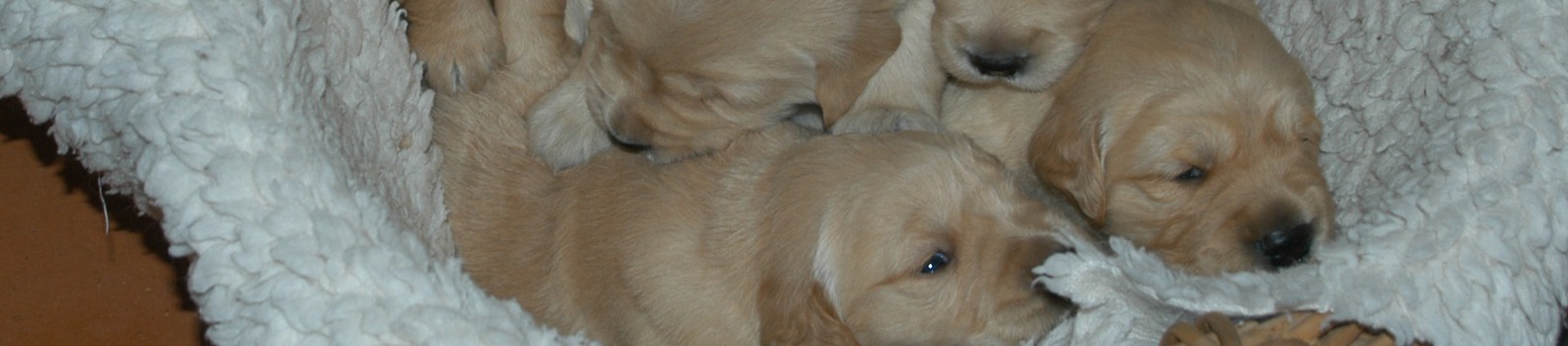 healthy puppies healthy puppies