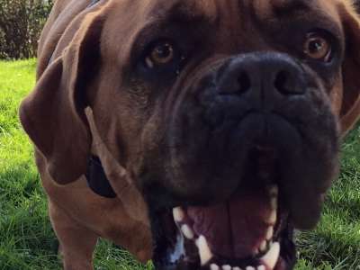 pet feeding tips pet feeding tips