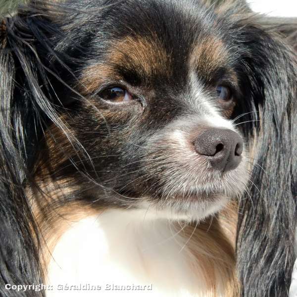 recipe for homemade dog food