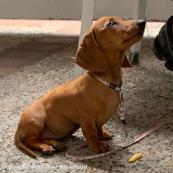 home made recipe for a dog