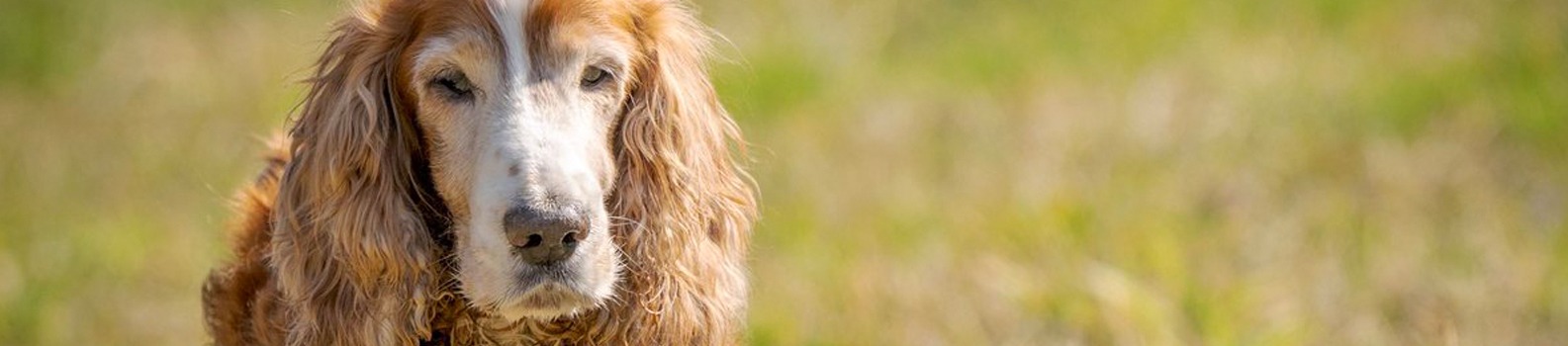 recipe for a senior dog
