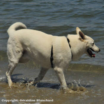 recipe for a senior dog