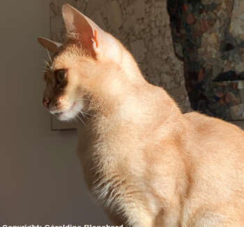 recipe for a cat recipe for a cat