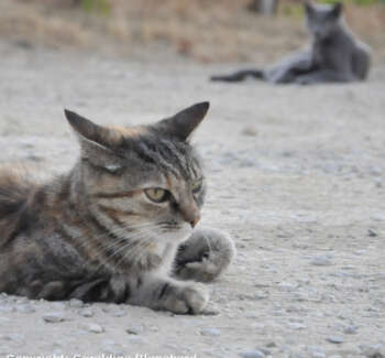 home prepared recipe for a cat