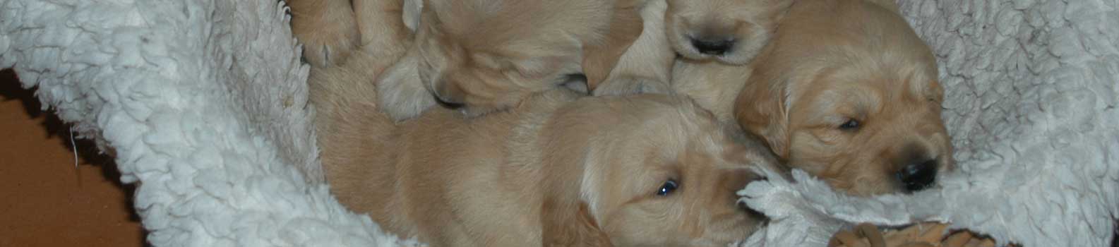 banner-puppies-in-basket_com banner-puppies-in-basket_com