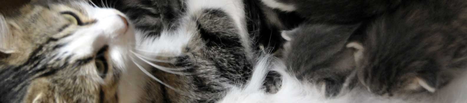 cat-and-kitten cat-and-kitten