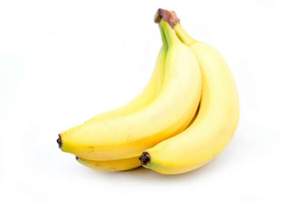 banana for a dog