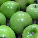 apples